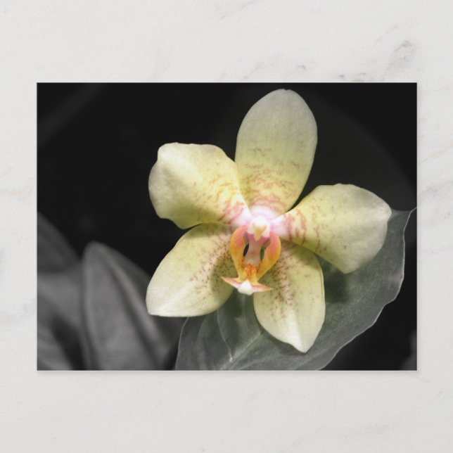 Light Yellow Orchid Postcard (Front)