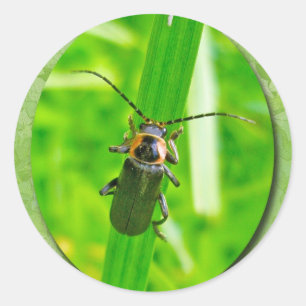Lightening Bug Sticker