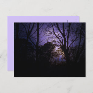 Lighting in the trees Postcard