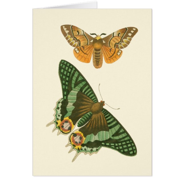 Lightly Bordered Butterfly Painting (Front)