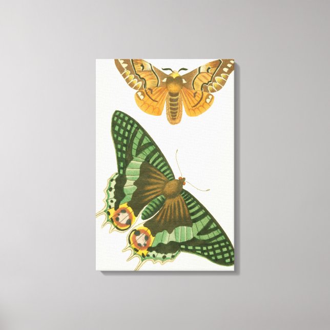 Lightly Bordered Butterfly Painting Canvas Print (Front)