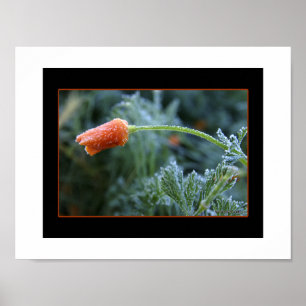 Lightly Frosted California Poppy Poster