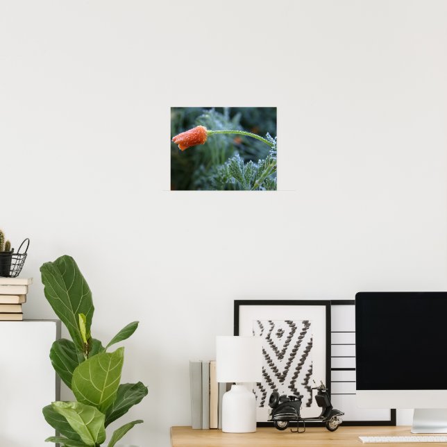Lightly Frosted Unopened California Poppy Photo Poster (Home Office)