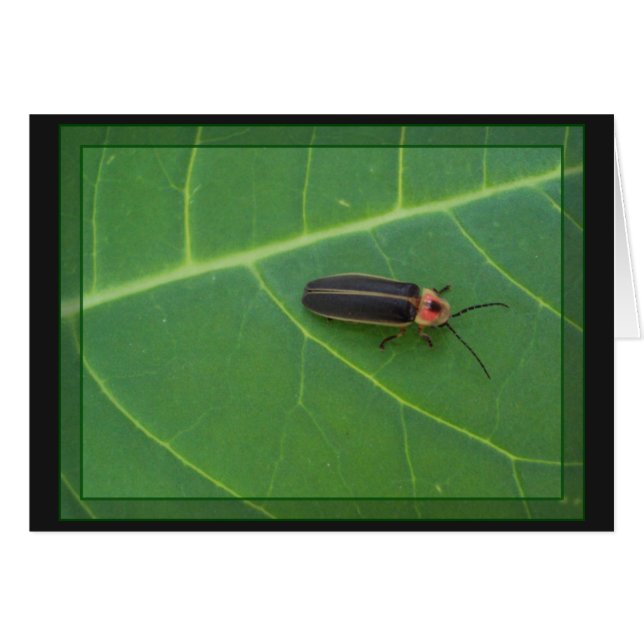 Lightning Bug on Leaf (Front Horizontal)