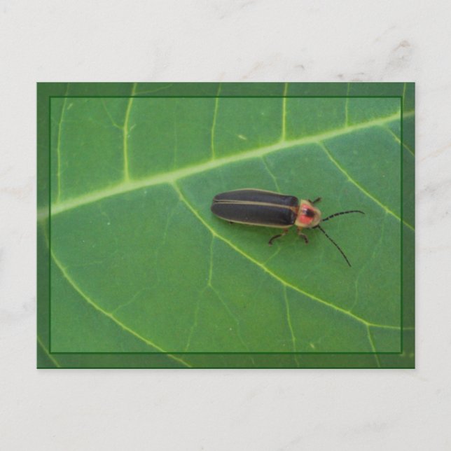 Lightning Bug on Leaf Postcard (Front)