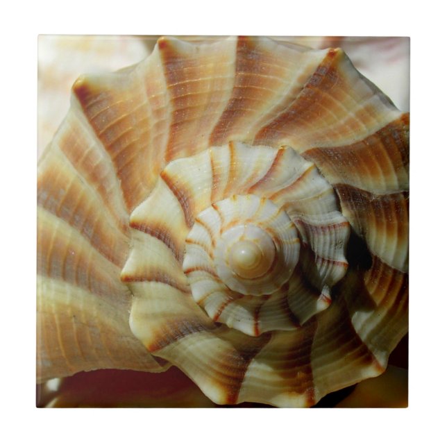 Lightning Whelk Square Ceramic Tile (Front)