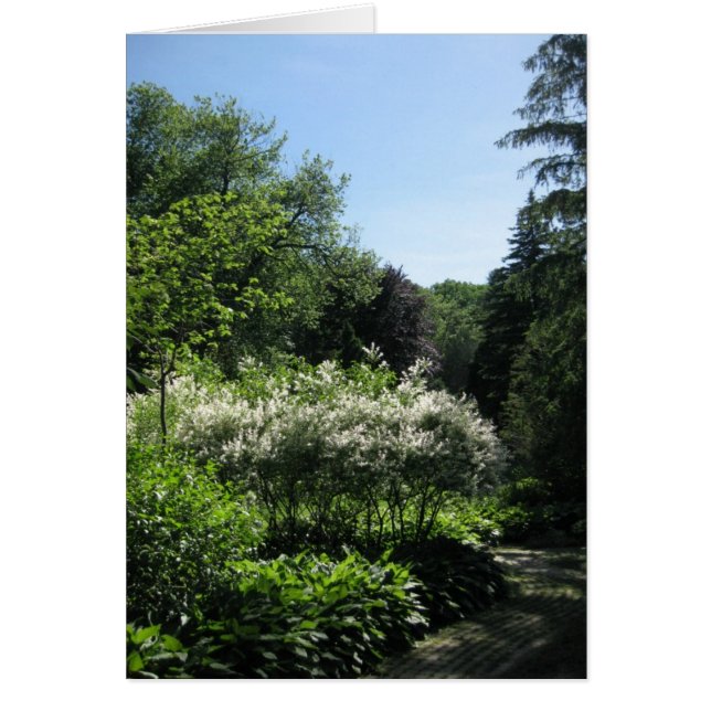 Ligne blanche (Devant)