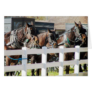 Ligne de Chevaux Amish