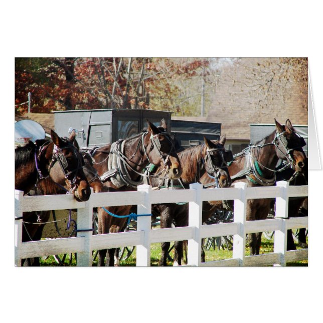 Ligne de Chevaux Amish (Devant horizontal)