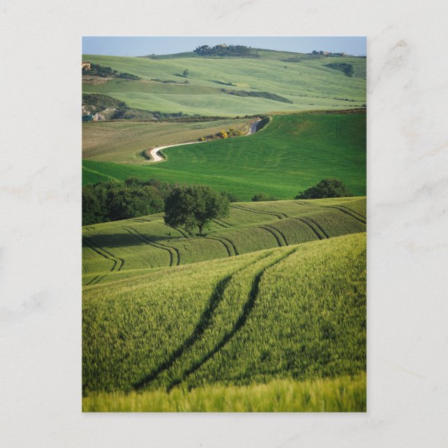 Lignes courbes en vert Toscane carte postale (Devant)