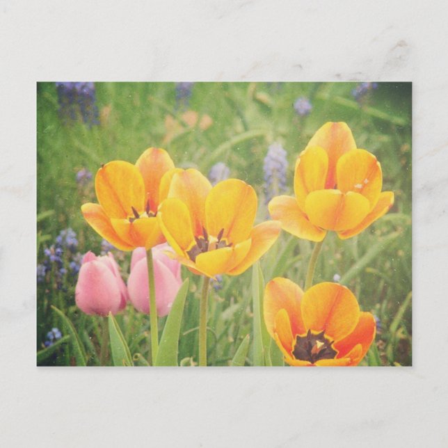 Like a beautiful still life painting postcard (Front)