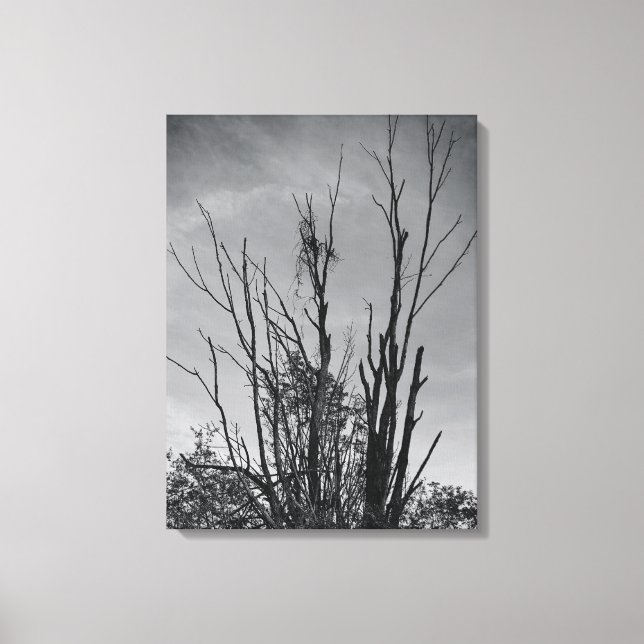 Like Ashes from a Phoenix Canvas Print (Front)