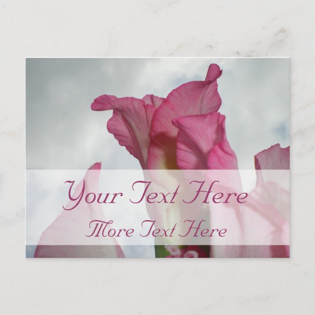 Like Crystal Pink Gladiolus Postcard (Front)