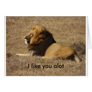 Like You A Lot