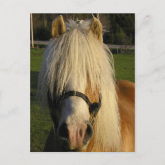 Lil' Bill Postcard