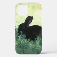 Lil Black Bunny