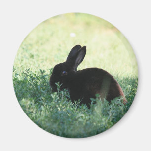 Lil Black Bunny Magnet