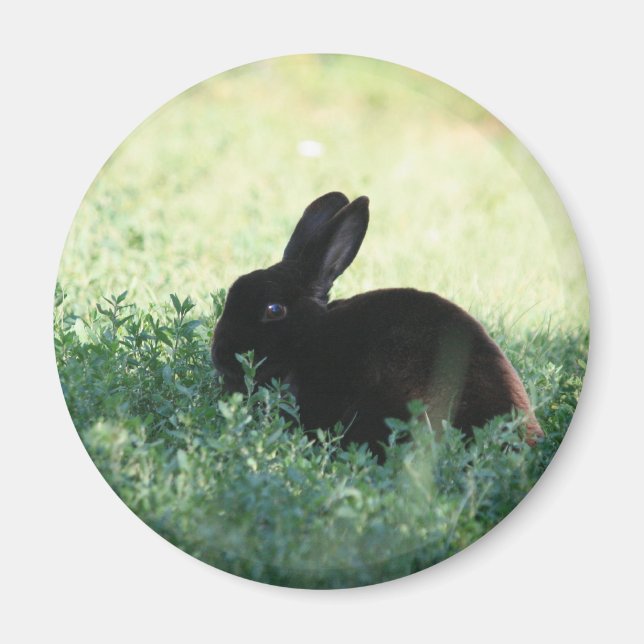 Lil Black Bunny Magnet (Front)