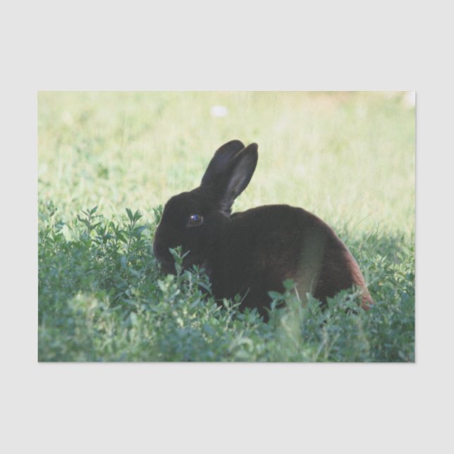 Lil Black Bunny Tissue Paper (Front)