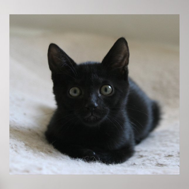 Lil Black Kitten Poster (Front)
