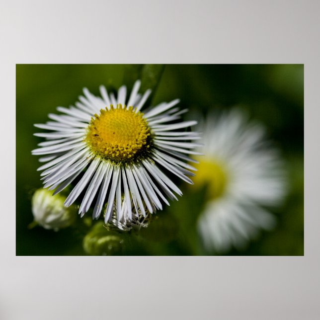 Li'l Daisy Poster (Front)