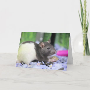 Lil rat card