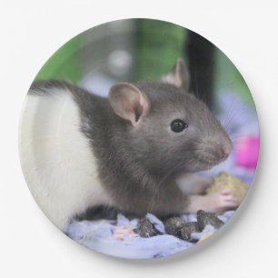 Lil rat paper plate