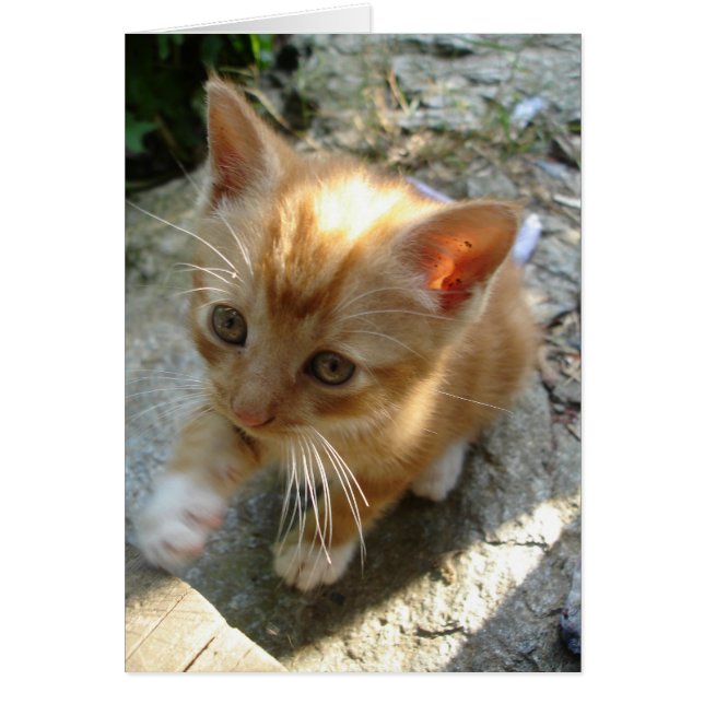 Lil' Red Kitten (Devant)