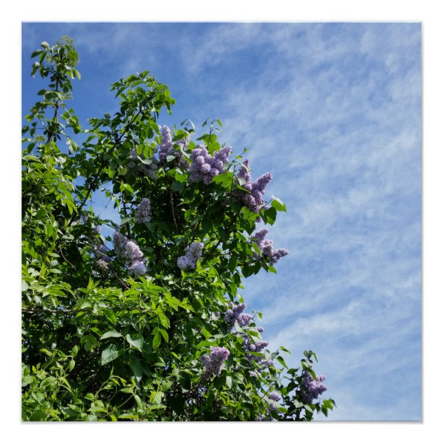 lilac bloom poster (Front)