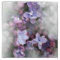 Lilac blooming