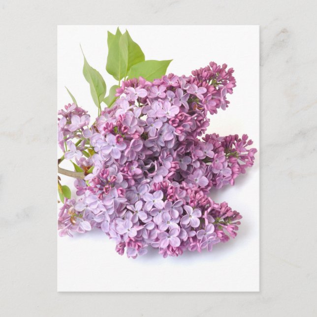 Lilac blossoms postcard (Front)
