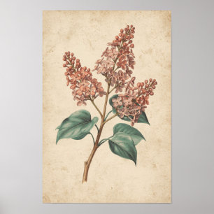 Lilac Branch Botanical Study on Ivory Poster