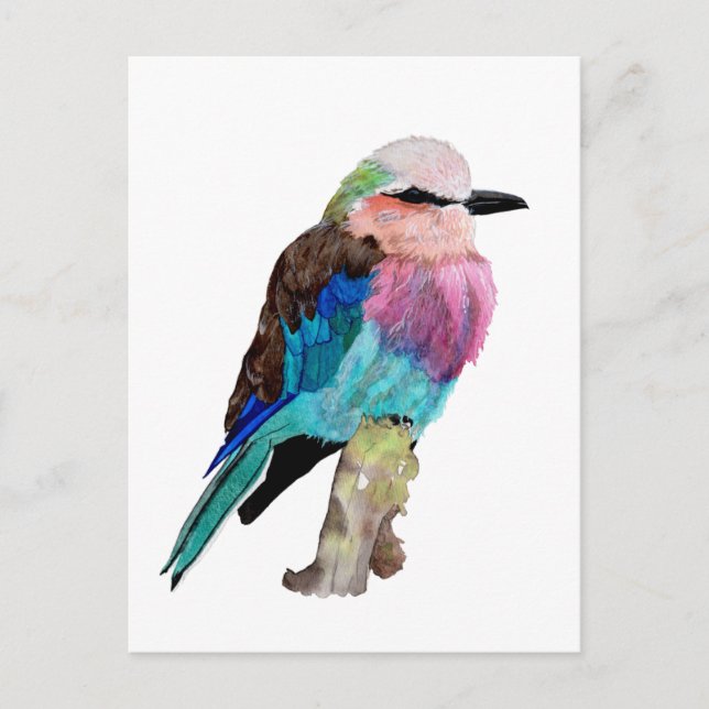 Lilac Breasted Roller Bird Postcard (Front)