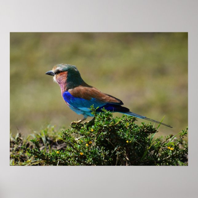 Lilac Breasted Roller Bird  Poster (Front)