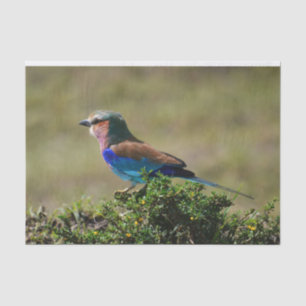 Lilac Breasted Roller Bird Tissue Paper