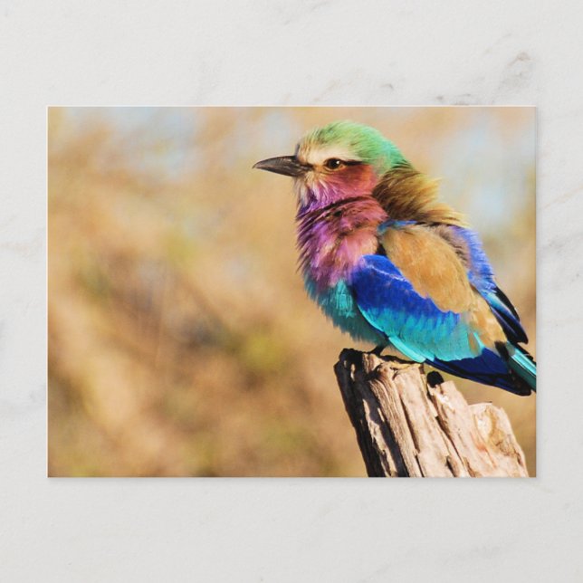 Lilac-Breasted Roller Colourful African Bird Holiday Postcard (Front)