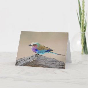 Lilac-breasted roller (Coracias caudata) Card