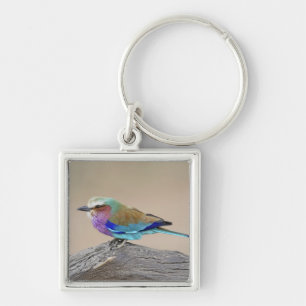 Lilac-breasted roller (Coracias caudata) Keychain