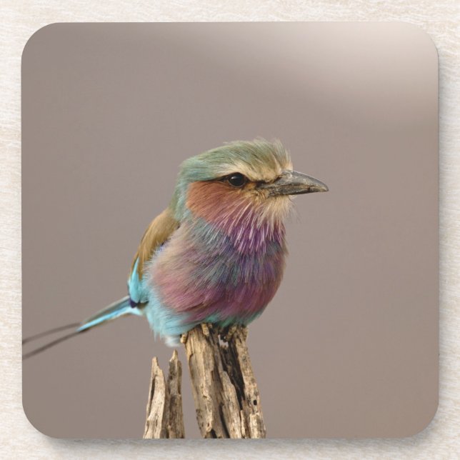 Lilac breasted Roller, Coracias caudata, Samburu Coaster (Front)