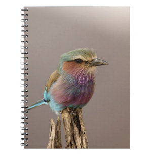 Lilac breasted Roller, Coracias caudata, Samburu Notebook