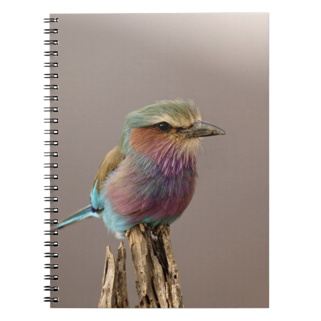Lilac breasted Roller, Coracias caudata, Samburu Notebook (Front)