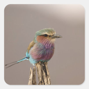 Lilac breasted Roller, Coracias caudata, Samburu Square Sticker