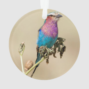 Lilac breasted Roller Ornament