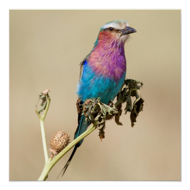 Lilac breasted Roller Poster (Front)