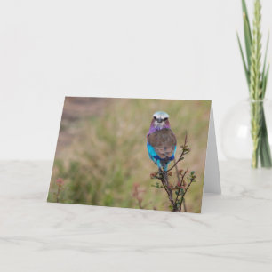 Lilac breasted roller, Tanzania Holiday Card