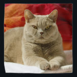 Lilac british shorthair cat bandana<br><div class="desc">Lilac british shorthair cat wih yellow eyes lying on the ground in the bedroom</div>