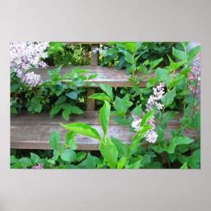 Lilac Bush and Flowers Growing through Wood Steps Poster