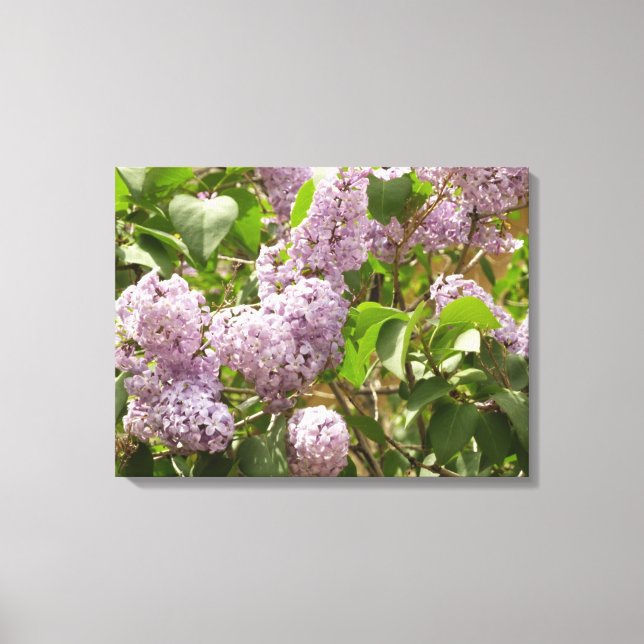 Lilac Bush Beautiful Purple Spring Flowers Canvas Print (Front)