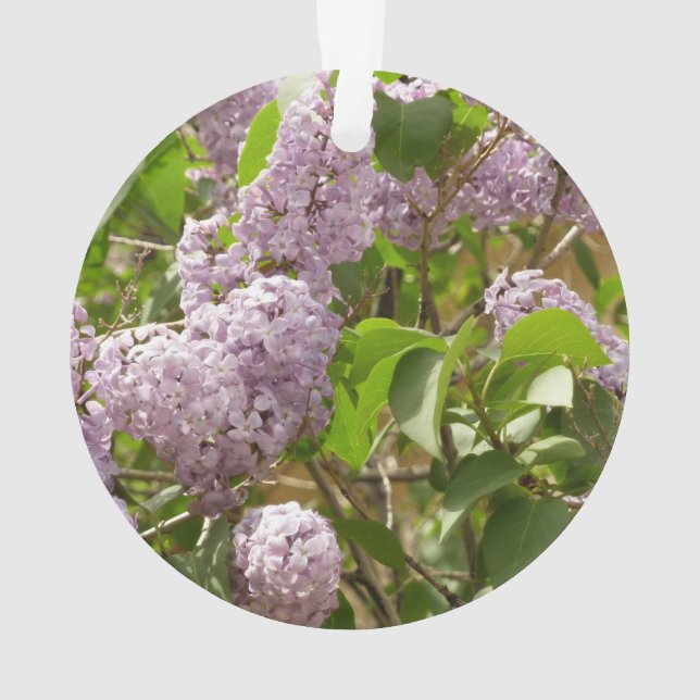 Lilac Bush Belles fleurs de printemps violettes (dos)