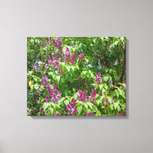 Lilac Bush Canvas Print